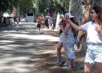 Okaliptüs ağaçları ‘ilanı aşk tahtası’na döndü