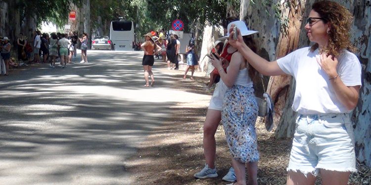 Okaliptüs ağaçları ‘ilanı aşk tahtası’na döndü