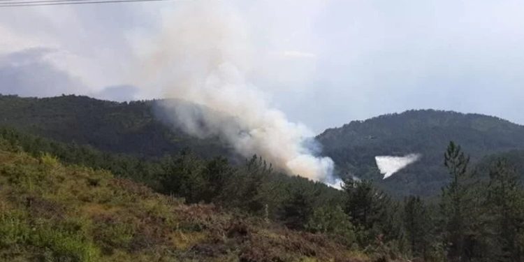 Bolu’da orman yangını