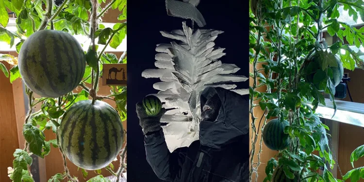 Antarktika’da karpuz yetişti