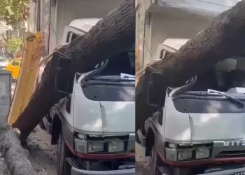 Bursa’da ağaç kamyonetin üzerine devrildi