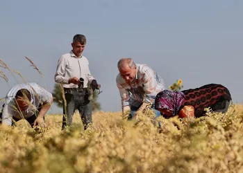 17 ilçede nohut hasadı başladı