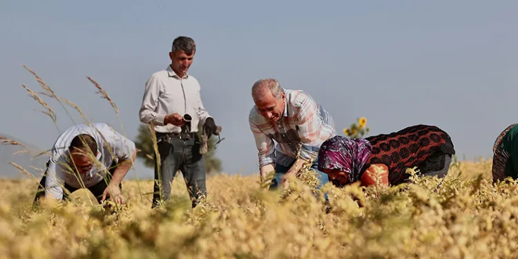 17 ilçede nohut hasadı başladı