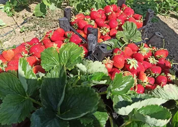 Çilek üretimine başladı, hedefine üretim tesisi koydu