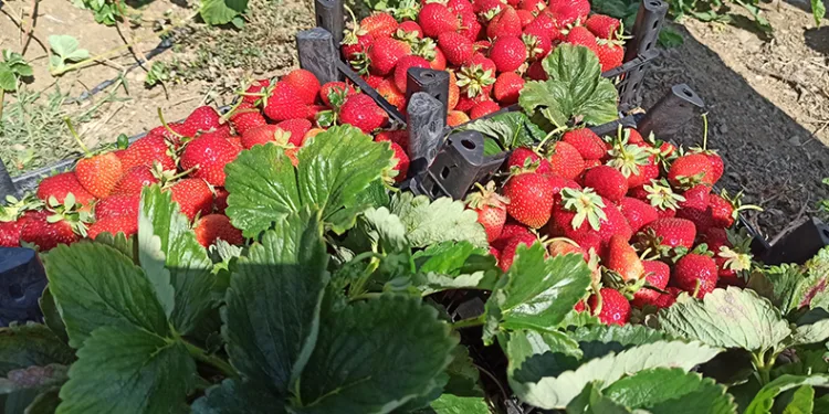 Çilek üretimine başladı, hedefine üretim tesisi koydu