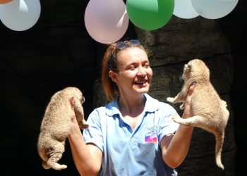 Yeni doğan ikiz aslanlara kutlama