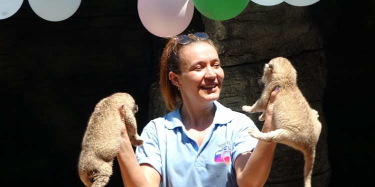 Yeni doğan ikiz aslanlara kutlama