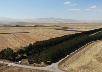 Kars’ta tren istasyonundaki çam ağaçları kuruyor