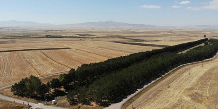 Kars’ta tren istasyonundaki çam ağaçları kuruyor