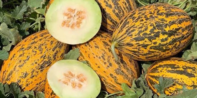 Kavun üreticinin yüzü bu yıl gülüyor