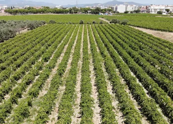 Dünyaca ünlü üzümü mildiyö vurdu