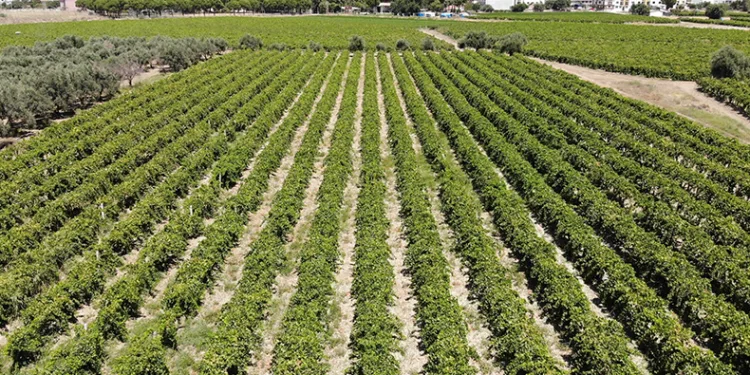 Dünyaca ünlü üzümü mildiyö vurdu