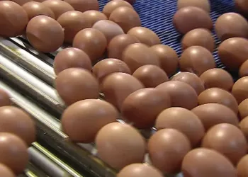 Yumurtada yeni tehlike