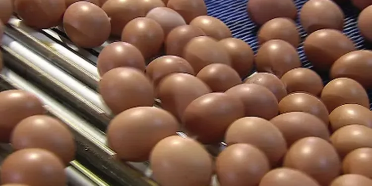 Yumurtada yeni tehlike