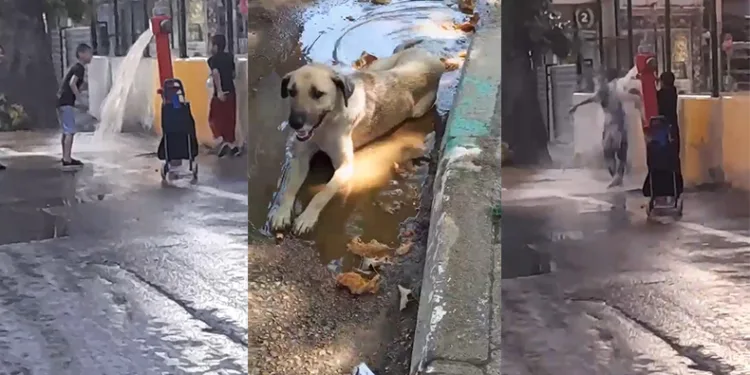 Serinlemek için yangın vanasını açıp duş aldılar