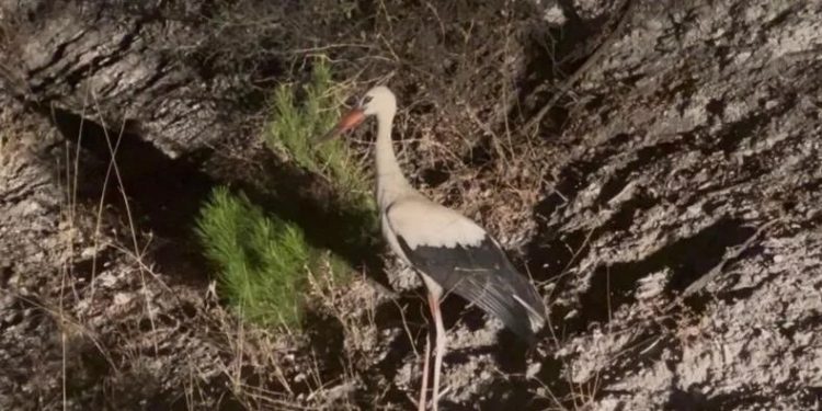 Göç yolundaki leylekler için elektrikler kesildi