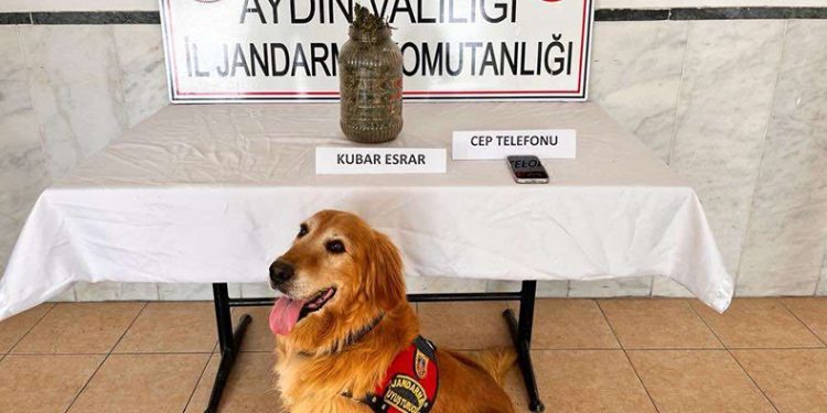Kuyucak’ta uyuşturucu operasyonu