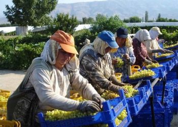Sıcaklara sarık ve şapkalı önlem
