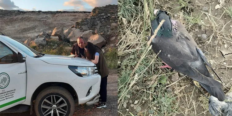 Kaçak avcılara geçit verilmedi