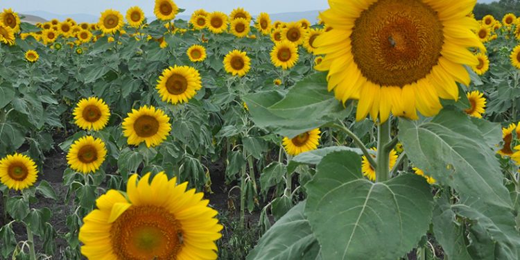 Kars’ta tarlalar ayçiçeği açtı
