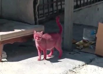 Kediyi pembeye boyadılar