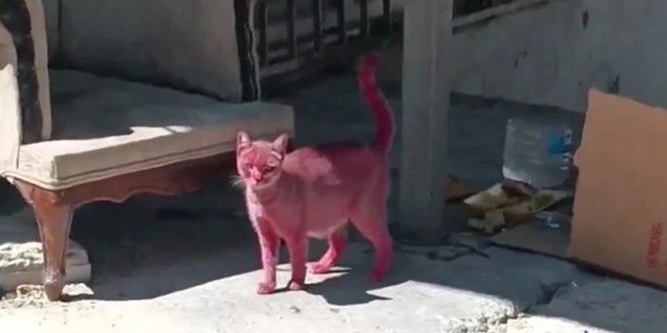 Kediyi pembeye boyadılar