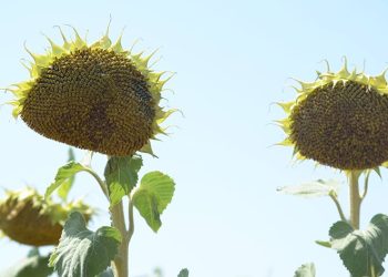 Ayçiçeği tohumları kuraklığa dirençli çıktı