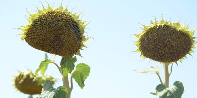 Ayçiçeği tohumları kuraklığa dirençli çıktı