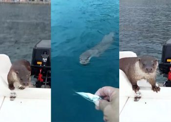 Balıkçı teknesinde sürpriz misafir