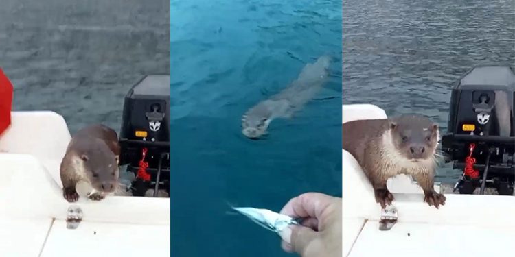 Balıkçı teknesinde sürpriz misafir