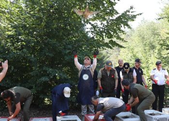 500 sülün doğa ile buluştu