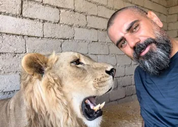 Sıcaktan bunalan aslanlar havuzda serinledi