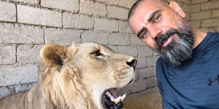 Sıcaktan bunalan aslanlar havuzda serinledi