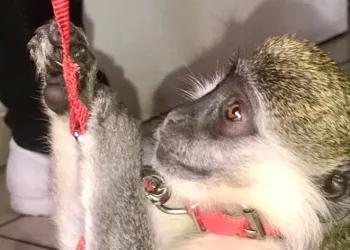 ABD’ye maymun kaçıran şahıs yakalandı