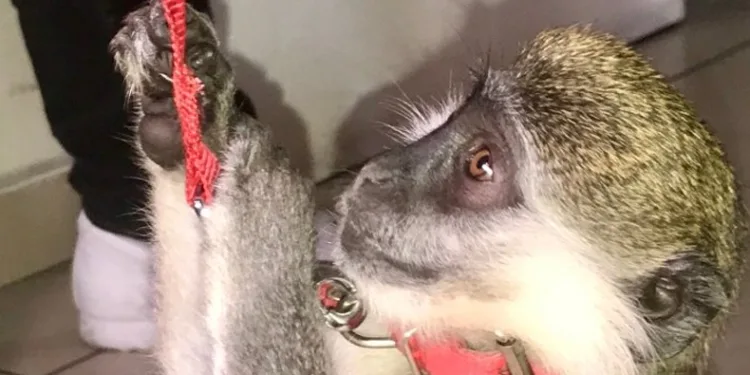 ABD’ye maymun kaçıran şahıs yakalandı