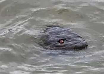 Thames Nehri’nde görüntülenen cisim