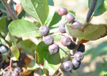 İnsanlar ona süper meyve diyor