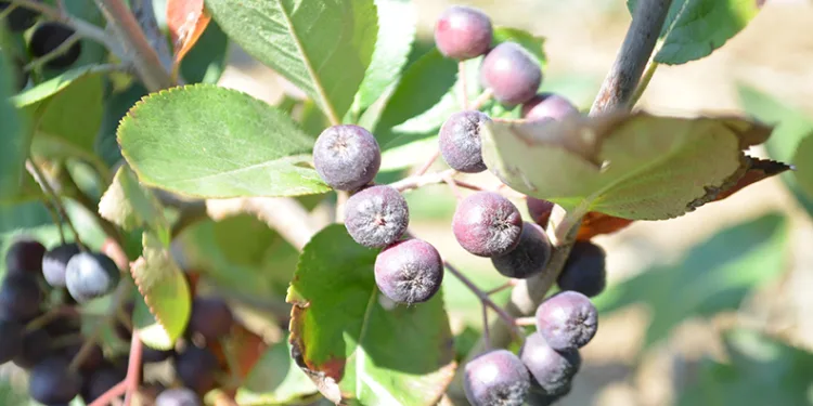 İnsanlar ona süper meyve diyor