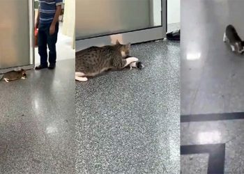 Ağzında taşıdığı yavrusunu hastane aciline getirdi