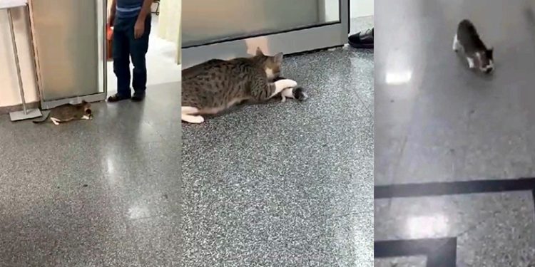 Ağzında taşıdığı yavrusunu hastane aciline getirdi