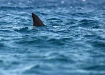 Köpekbalığı tehlikesine drone önlemi