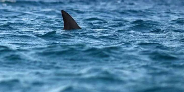Köpekbalığı tehlikesine drone önlemi