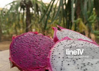 “En lezzetli Ejder meyvesi Bursa’da”