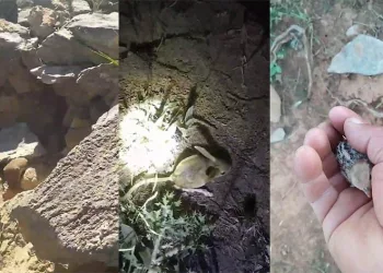 Karşılaştığı hayvanları kayıt altına aldı