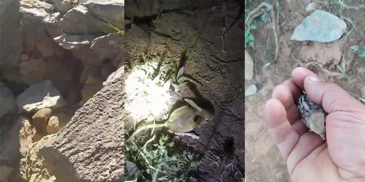 Karşılaştığı hayvanları kayıt altına aldı