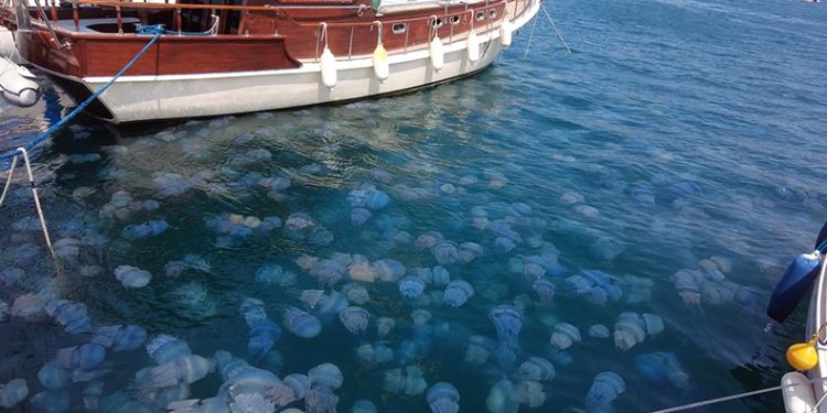 Foça’da denizanası istilası