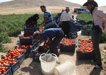 Elazığ domatesi dünya sofralarını renklendiriyor