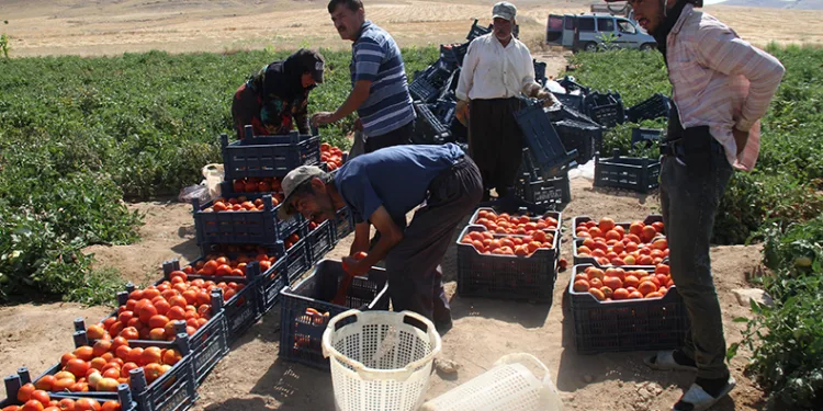 Elazığ domatesi dünya sofralarını renklendiriyor