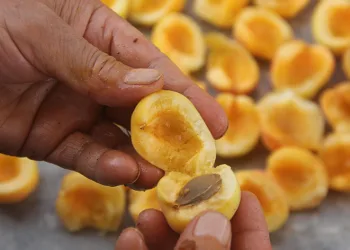 Yaz meyvesi ‘kayısı’ kışa hazırlanıyor