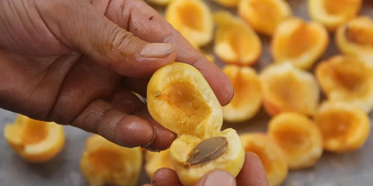 Yaz meyvesi ‘kayısı’ kışa hazırlanıyor